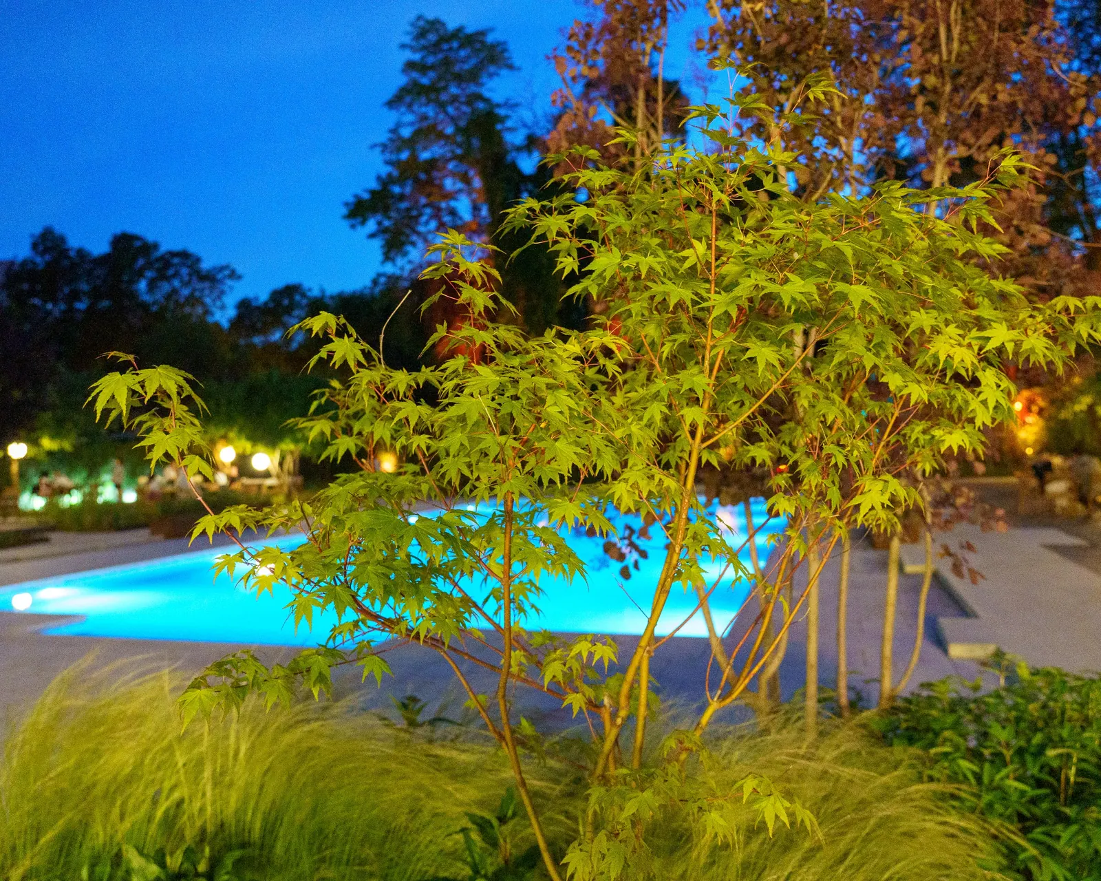 Ierburi ornamentale luminate lângă piscină, noaptea