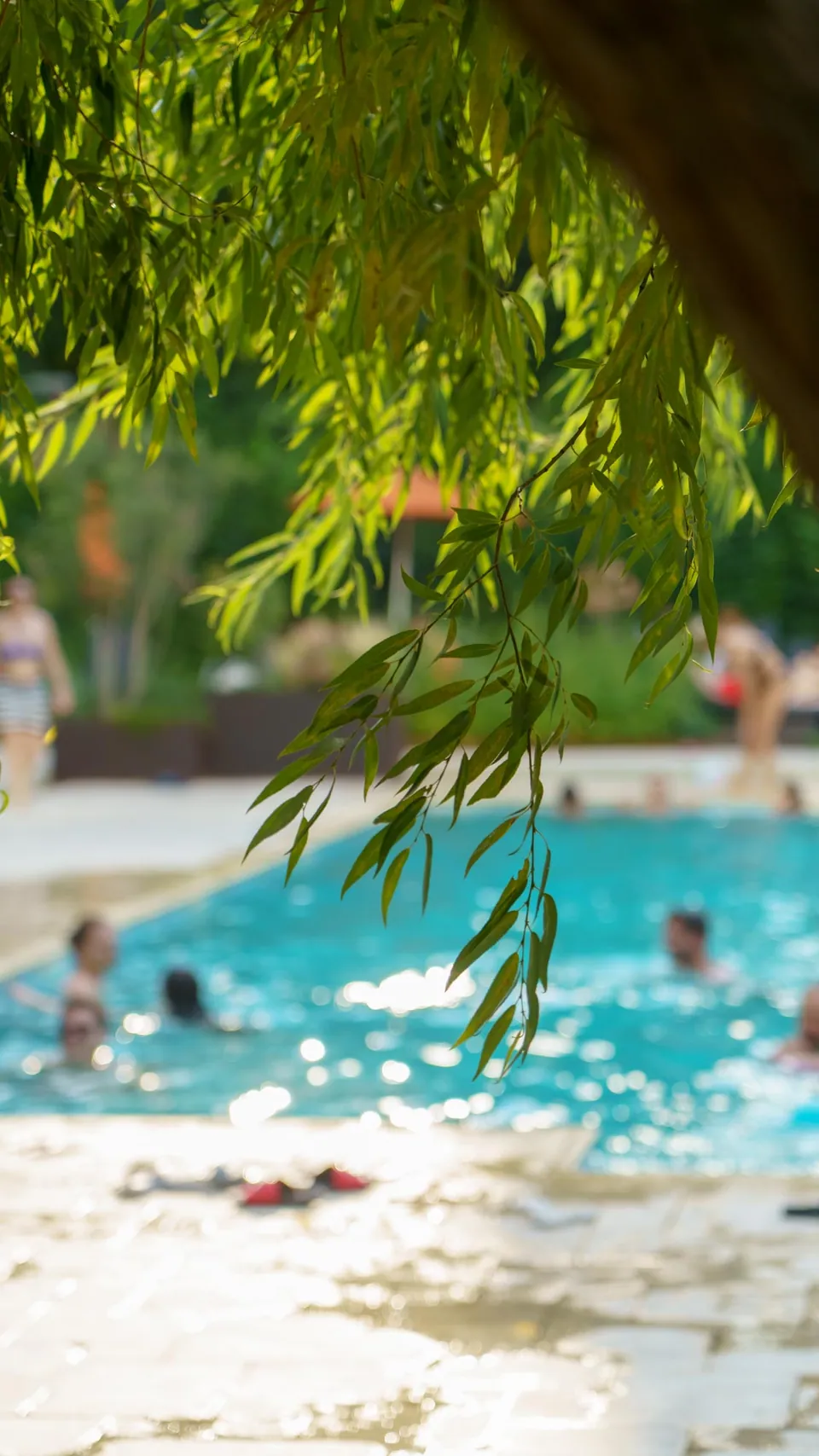 Piscina văzută printre ramurile sălciei
